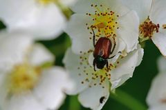 Phyllopertha horticola