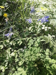 Aquilegia alpina
