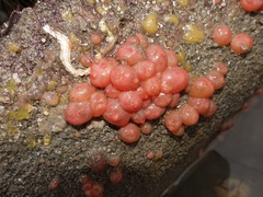 Dendrodoa grossularia