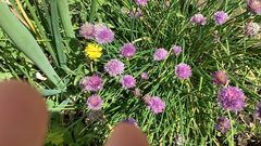 Allium schoenoprasum
