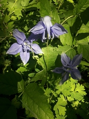 Aquilegia alpina