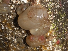 Ascidiella aspersa