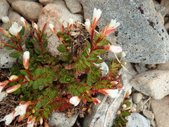 Epilobium rubro-marginatum