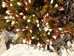 Epilobium rubro-marginatum