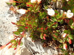 Epilobium rubro-marginatum