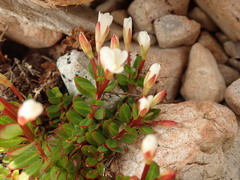Epilobium rubro-marginatum