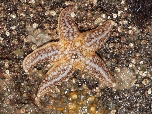 Common Sea Star, photo 8 of 10
