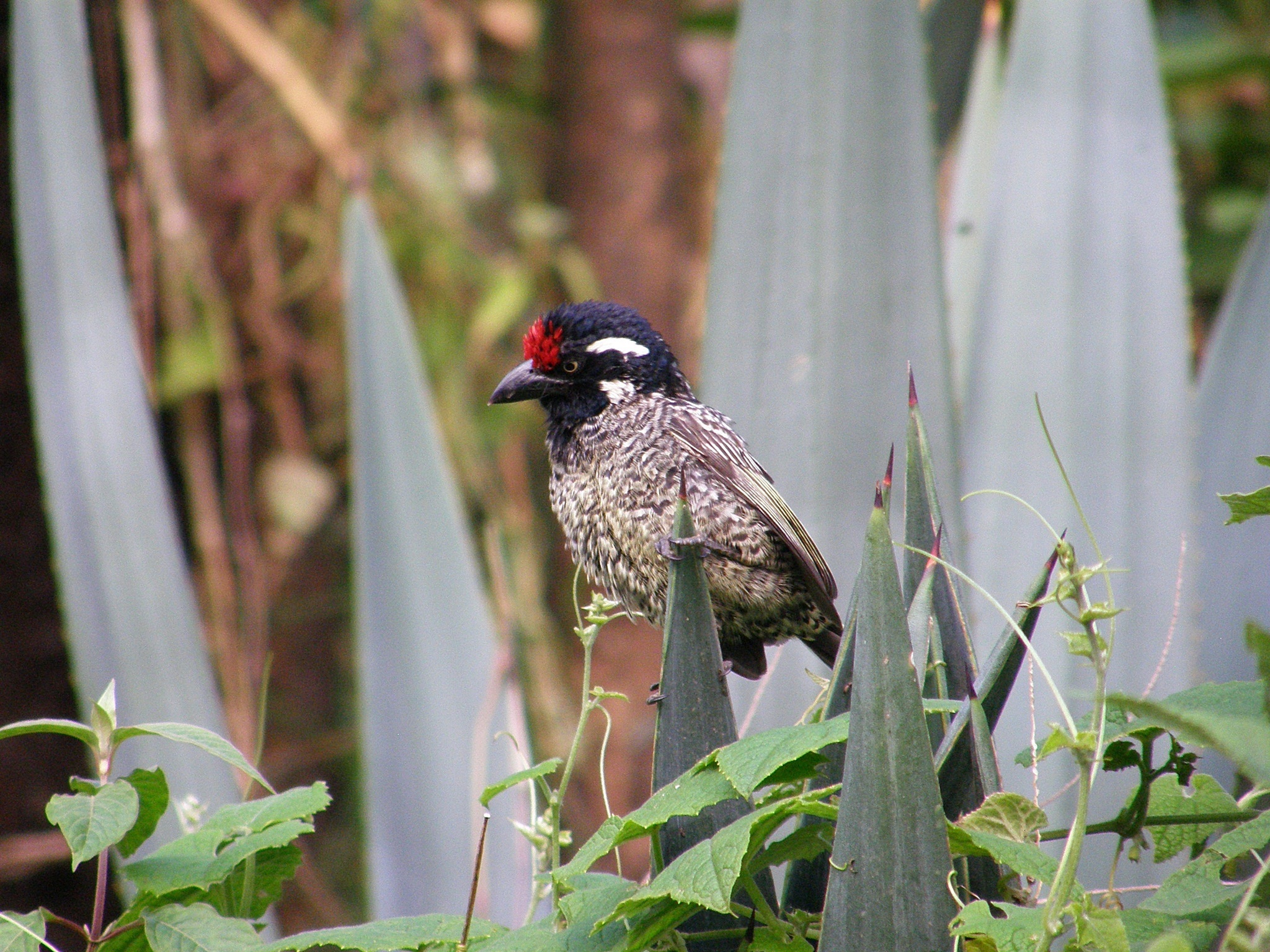 Banded Barbet (Lybius undatus), photo 1