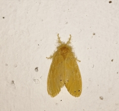 Artaxa guttata