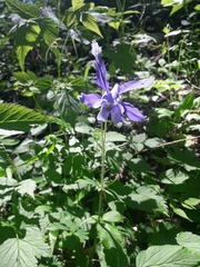 Aquilegia alpina