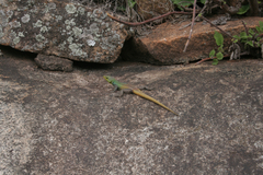 Platysaurus intermedius