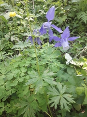 Aquilegia alpina