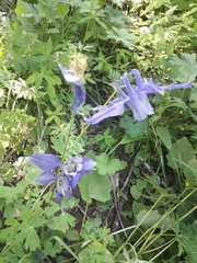 Aquilegia alpina