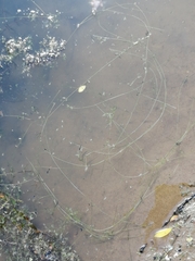 Potamogeton trichoides