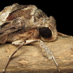 Pseudosphinx tetrio