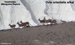 Ovis vignei arkal