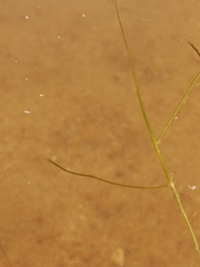 Potamogeton trichoides