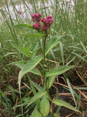 Asclepias incarnata incarnata