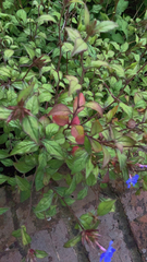 Magnoliopsida