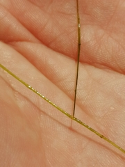 Potamogeton trichoides