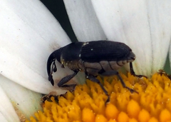 Odontocorynus salebrosus