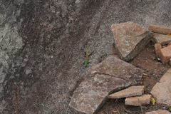 Platysaurus intermedius