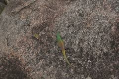 Platysaurus intermedius