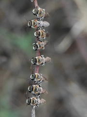 Pseudapis oxybeloides