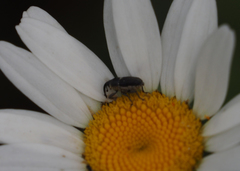 Odontocorynus salebrosus