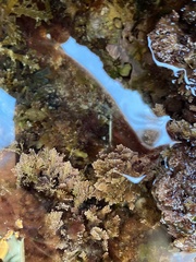 Ellisolandia elongata