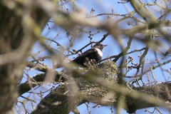 Turdus torquatus torquatus
