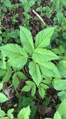 Aegopodium podagraria