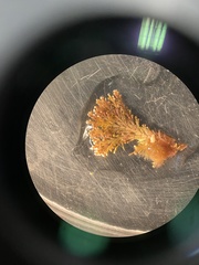 Ellisolandia elongata