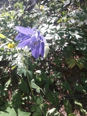 Aquilegia alpina