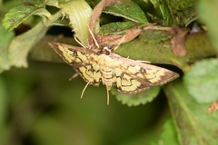 Goniorhynchus exemplaris