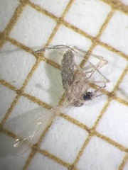 Phlebotominae