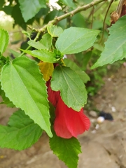 Malvaviscus penduliflorus