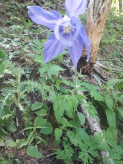 Aquilegia alpina