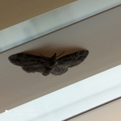 Pasiphila rectangulata