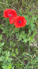 Papaver rhoeas