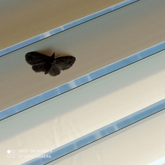 Pasiphila rectangulata