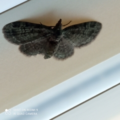 Pasiphila rectangulata