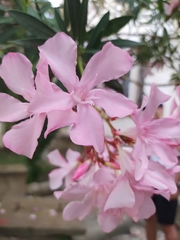 Nerium oleander