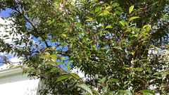 Magnoliopsida