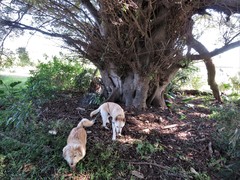 Ficus natalensis natalensis