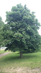 Aesculus hippocastanum