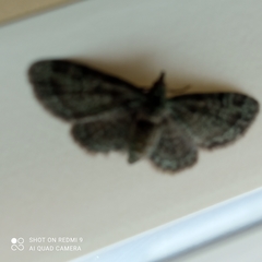 Pasiphila rectangulata