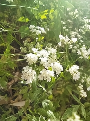 Torilis arvensis neglecta