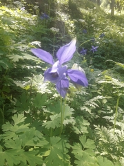 Aquilegia alpina