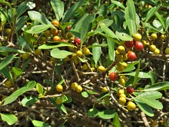 Ficus natalensis natalensis